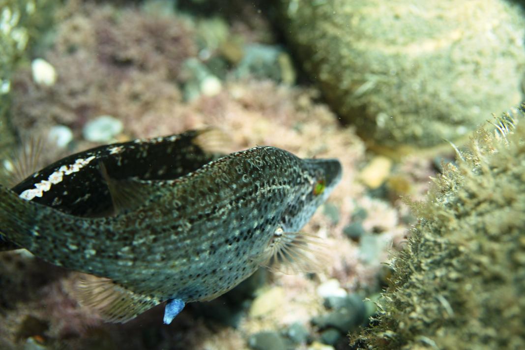 Symphodus cinereus (Bonnaterre, 1788)